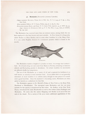 MENHADEN